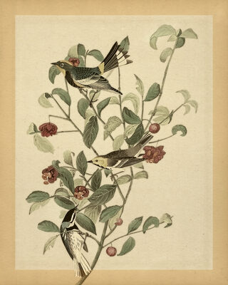 Image Not Available